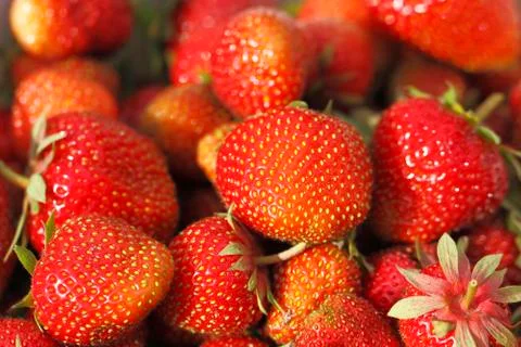Strawberries Stock Photos