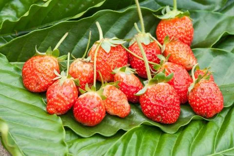 Strawberries Stock Photos