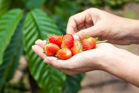 Strawberries Stock Photos