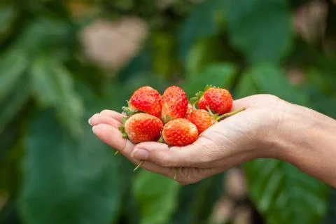 Strawberries Stock Photos