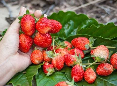 Strawberries Stock Photos