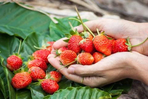 Strawberries Stock Photos
