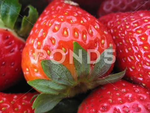 Strawberries Stock Photos