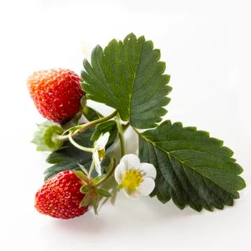 Strawberries Stock Photos