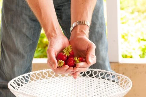 Strawberries 写真素材