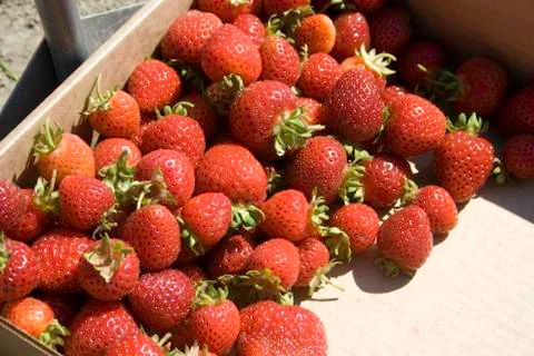 Strawberries 写真素材