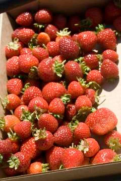 Strawberries Stock Photos