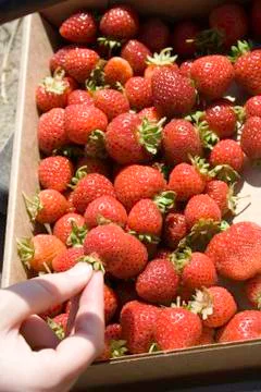 Strawberries Stock Photos