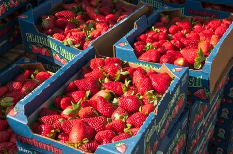 Strawberries Stock Photos