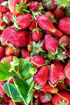 Strawberries Stock Photos