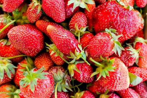 Strawberries Stock Photos