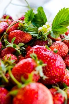 Strawberries Stock Photos