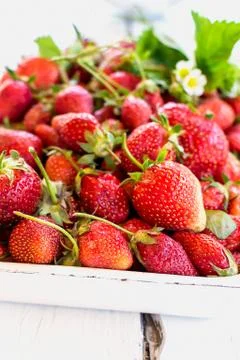 Strawberries Stock Photos