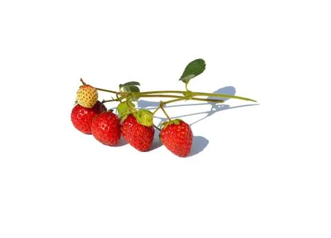 Strawberries Stock Photos