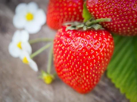Strawberries Stock Photos