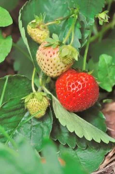 Strawberries Stock Photos