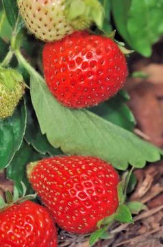 Strawberries Stock Photos