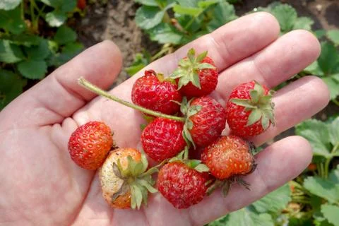 Strawberries Stock Photos