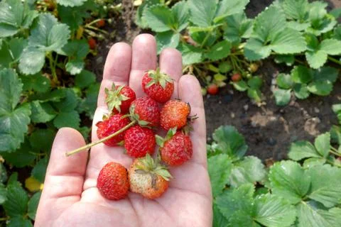 Strawberries Stock Photos
