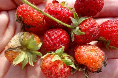 Strawberries Stock Photos