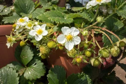 Strawberries Stock Photos