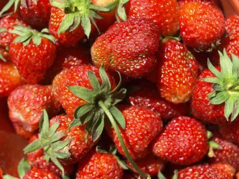 Strawberries Stock Photos