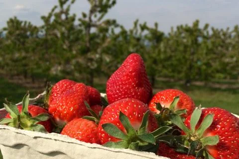 Strawberries Stock Photos