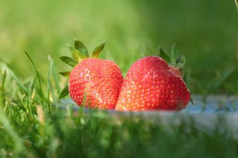 Strawberries Stock Photos