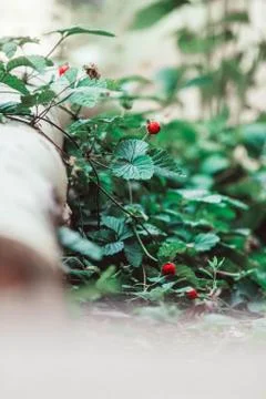 Strawberries 스톡 사진