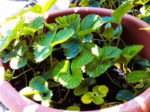 Strawberries 스톡 사진