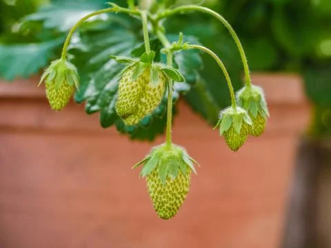 Strawberries Stock Photos