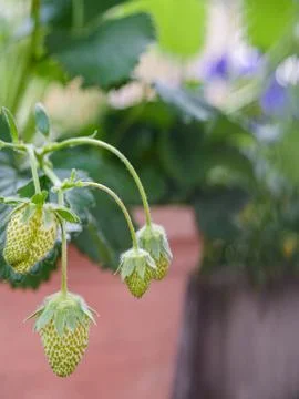 Strawberries Stock Photos