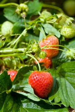 Strawberries Foto stock