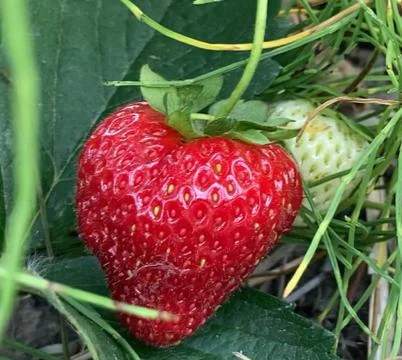 Strawberries Stock Photos