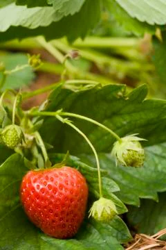 Strawberries Stock Photos