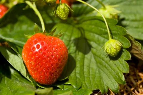 Strawberries Stock Photos