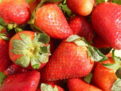 Strawberries 库存照片