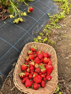 Strawberries Stock Photos