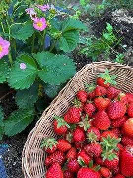 Strawberries Stock Photos