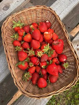 Strawberries Stock Photos