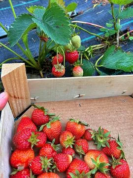 Strawberries Stock Photos