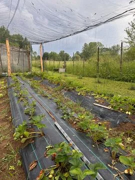 Strawberries Stock Photos