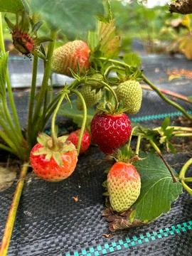 Strawberries Foto stock