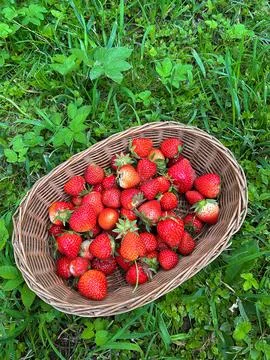 Strawberries Stock Photos