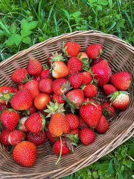 Strawberries Stock Photos
