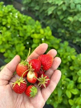 Strawberries Stock Photos