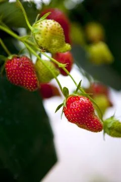 Strawberries Stock Photos