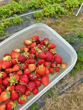 Strawberries Stock Photos