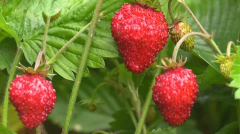 Strawberries in the plantation 스톡 동영상 39592937