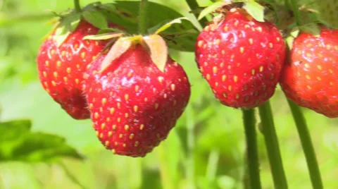 Strawberries in the plantation Stock Footage 39723324